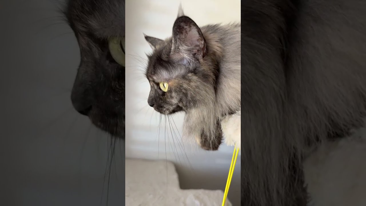 Oh Happy Day is live! #cat #prettyfunny #funnycats #kitten #prettycat #catdaily #fyp #cute