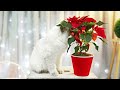A Vet Shares His Top 8 Tips for Holiday Safety With Pets