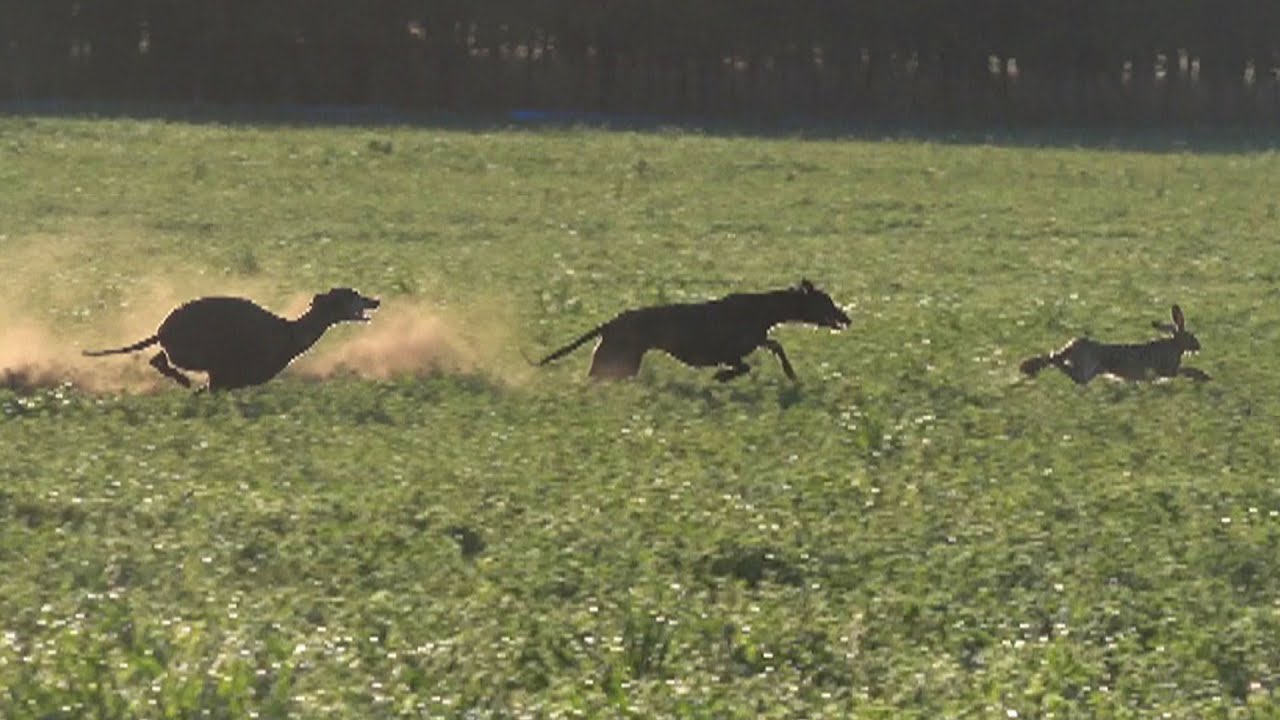 Galgos Cazando Liebre En Coyhaique Parte 3 2020 YouTube Galgos Cazando Liebre En Coyhaique Parte 3 2020 YouTube