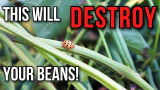 This BUG will DESTROY Your Beans - Mexican Bean Beetle - Momentum Bush Bean Harvest & Re-Plant