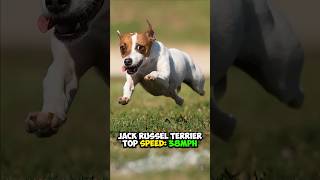 Top 5 Fastest Dogs #dogs #facts #animals #shorts #top5