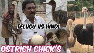 Ostrich chick's Available in Nakshatra Ostrich Farm Tirupati Andhra Pradesh | World Largest Bird's