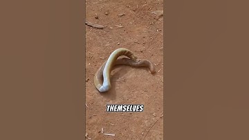 "This Snake Made a Deadly Mistake"🤯#shorts #snake #viralvideo #shortsfeed
