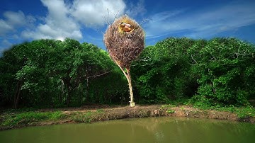 Building Bird Nest Tree House Use Wooden Little by Survival Girl
