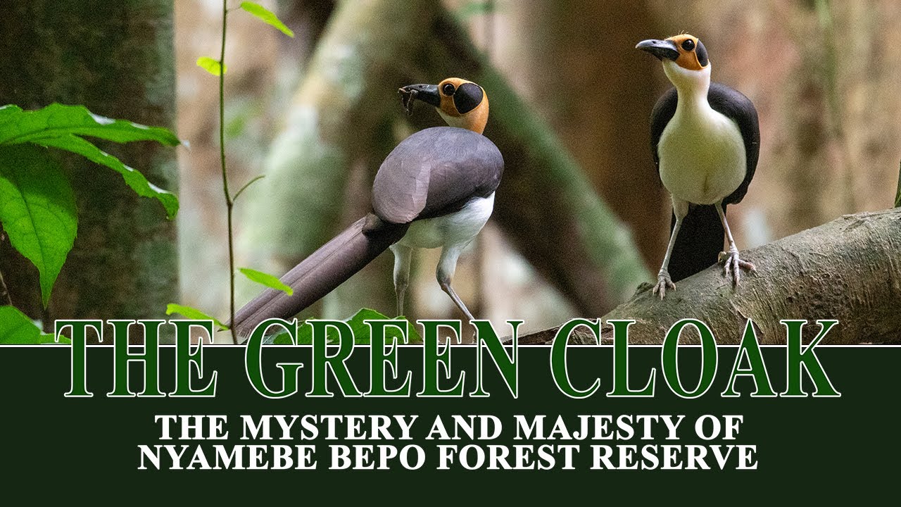 Bosompixels Photography : The Green Cloak