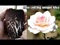 Unique idea rose cutting propagation with aluminium foil rooting fast  easy