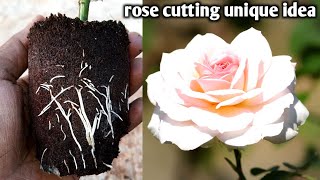 Unique Idea Rose Cutting Propagation With Aluminium foil Rooting Fast & Easy