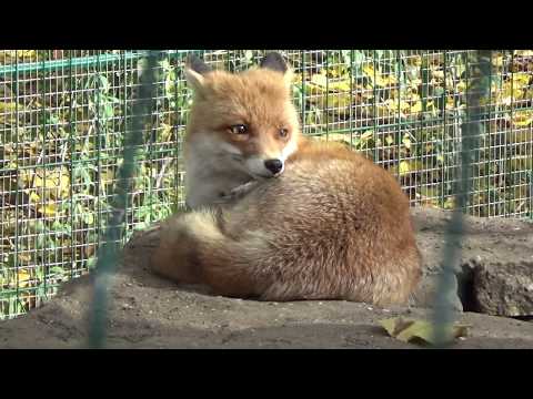 Николаевский зоопарк осенью\кабан,