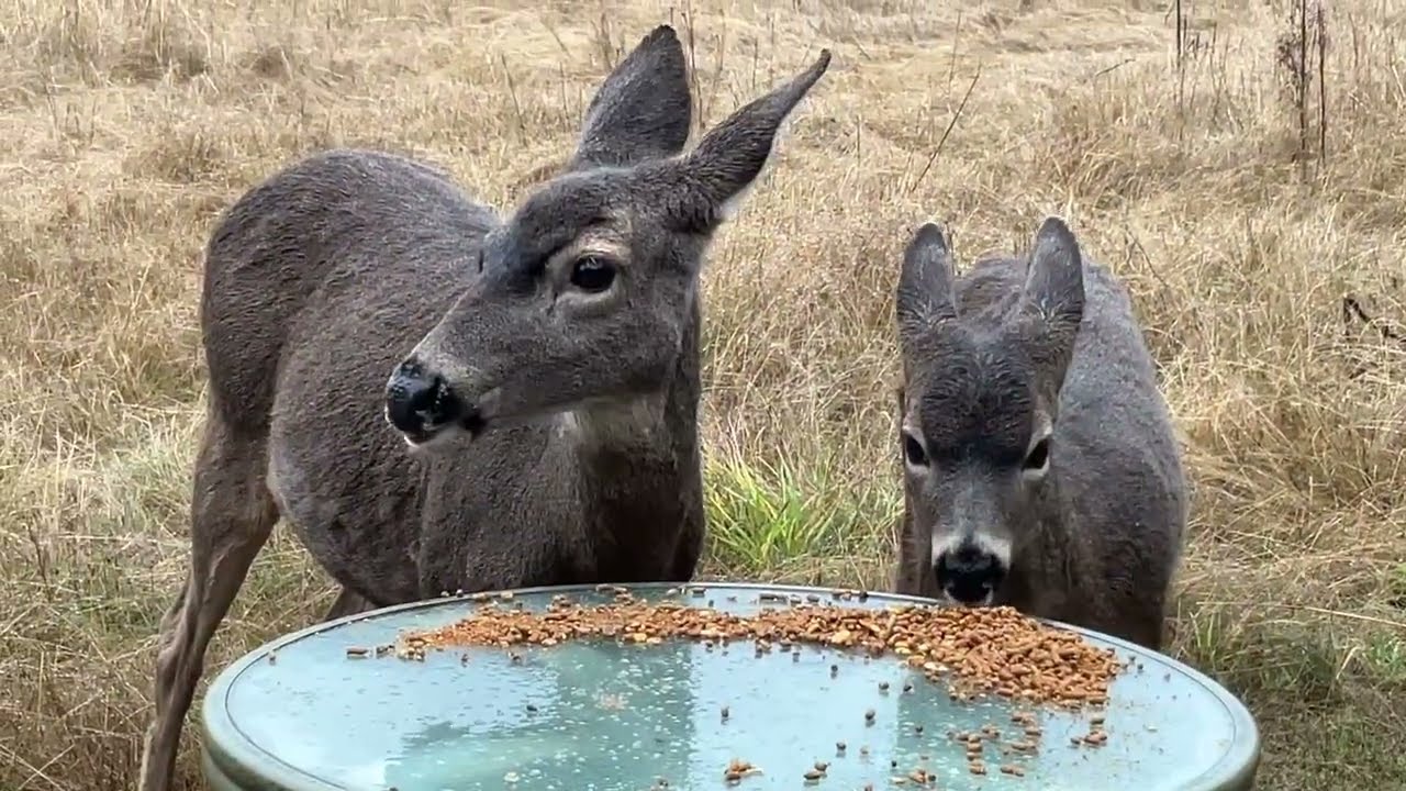 Deer Family ✨🦌✨ Flashback ✨ Mother, Little One,  Micro, Phaedra, Florian, and Spike ☔️ 🌧️