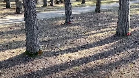 Paaiškėjo, kas ir kodėl Miesto sode sužymėjo medžius