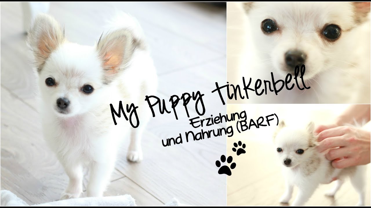 Mein Hund Tinkerbell Erziehung, Ernährung & Tipps YouTube