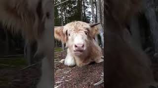 Highland Cow: Hello!! #highlandcow