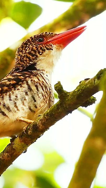 Beautiful bird, Banded Kingfisher #shorts
