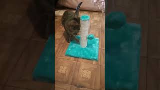 La gatita Leia jugando con su rascador #kitten