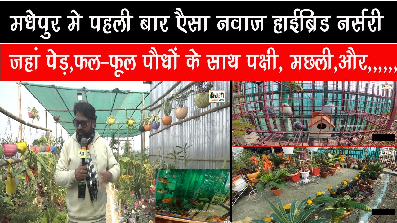मधेपुर मे पहली बार एैसा नवाज हाईब्रिड नर्सरी जहां पेड़,फल-फूल पौधों के साथ पक्षी, मछली,और,,,,,,
