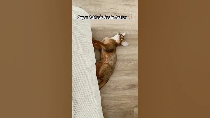 Watch the video about Supercat Moves! 🐾💥 #Abyssinian#cat#cute#kitten#funny#catsofyoutube#catshorts#catsofinstagram#cats