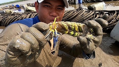 Trải Nghiệm Bắt Tôm Tích Bằng Tấm Váng /Đạt Nguyễn Cần Giờ