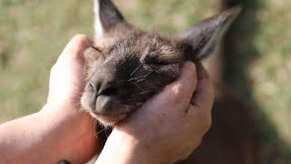 カンガルーは人間と「コミュニケーション」できる　最新研究で判明