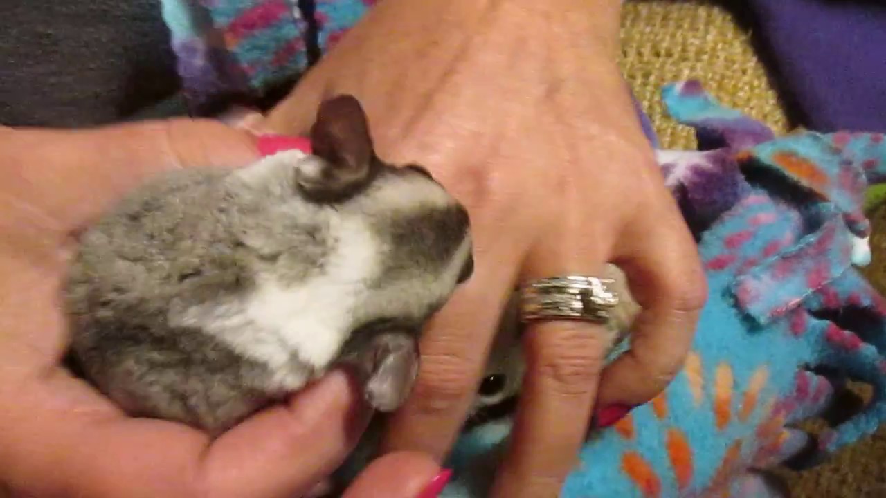 Sugar Glider Twin Joeys Nursing - YouTube