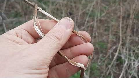 Hemp stalks and retting