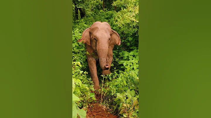 Danger attack ⚡ angry elephant #shortvideo #shorts #shortsfeed #shortsviral 2024