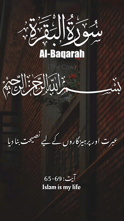 surah-Al-baqarah ayah:65-69 Qur'an Urdu translation  #quran #allah  #viralvideo #freepalestine 🇵🇸