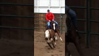 Working a cow with Rifle #applythemethod