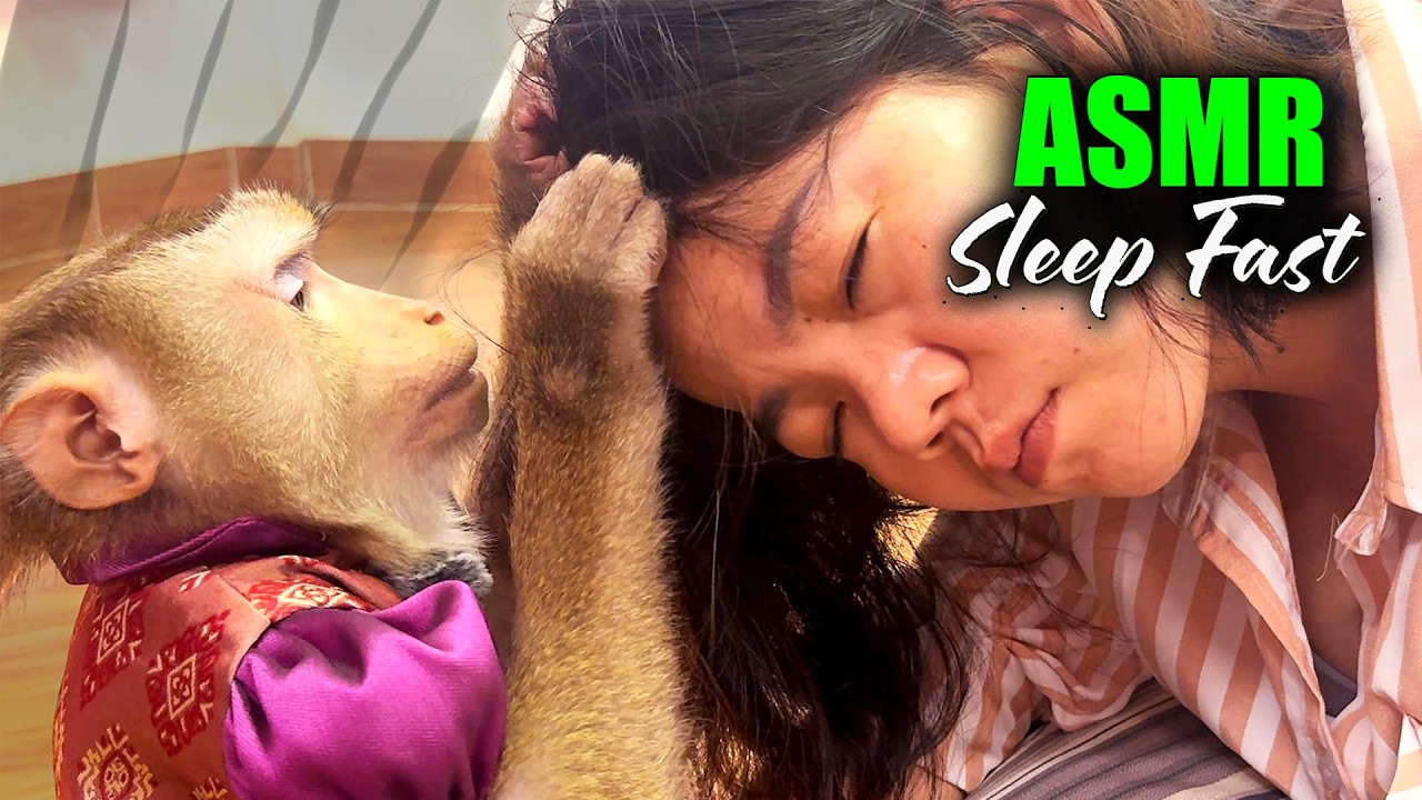 Monkey Grooming ASMR That Actually Works | Judy's Premium Scalp Massage