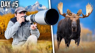 I Spent Autumn Photographing Wildlife in the Rocky Mountains