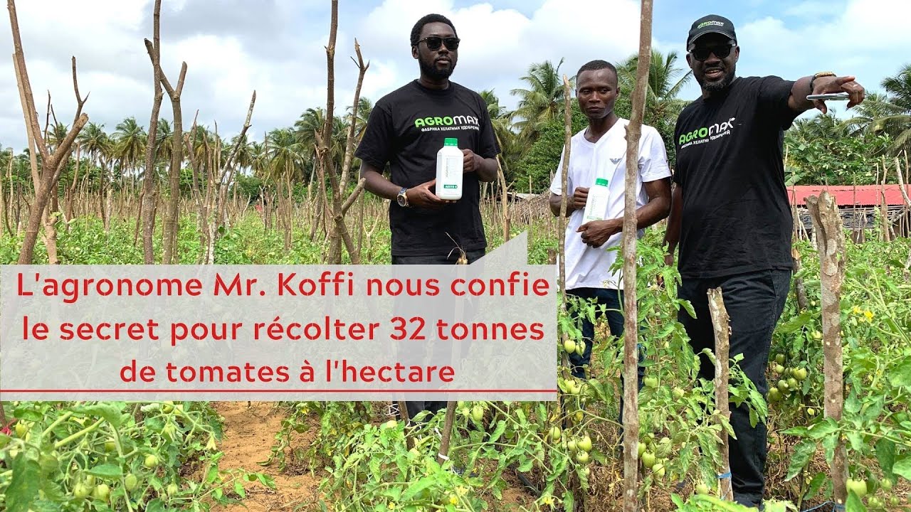 L'agronome Mr Koffi nous confie le secret pour récolter +32 t de tomates à l'hectare