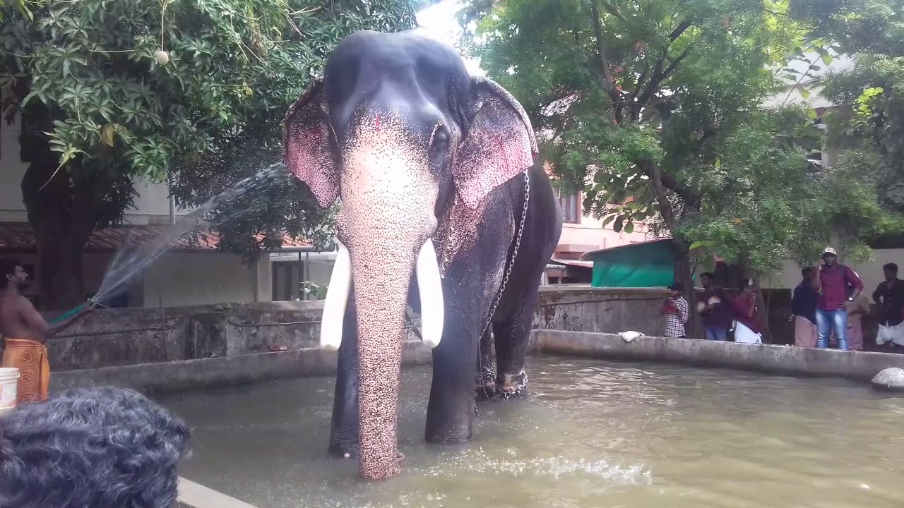 THRISSUR POORAM 2019 /MANGALAMKUNNU AYYAPPAN//ആനച്ചന്തം KERALA ELEPHANT PLANET THRISSUR POORAM 2019 /MANGALAMKUNNU AYYAPPAN//ആനച്ചന്തം KERALA ELEPHANT PLANET