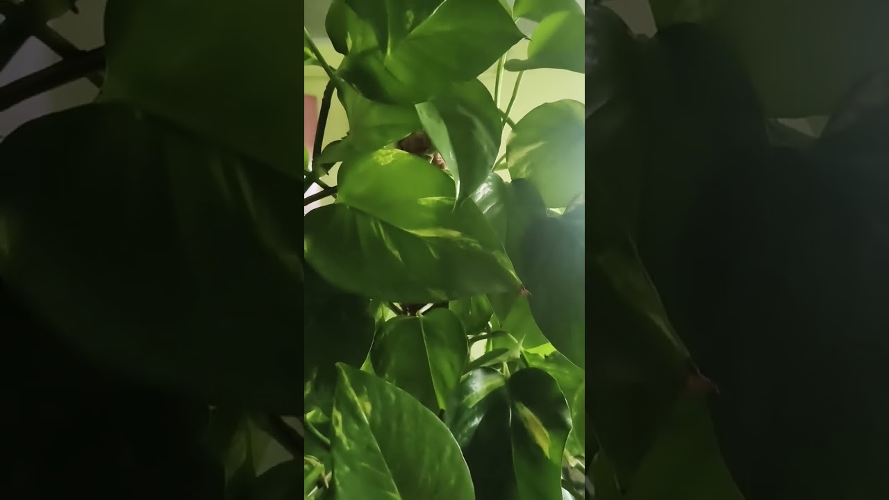 @пЭрсЫканал. С днём рождения  жаба. Лови поздравления. Часть 1.