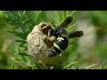 Wild Britain 2020 03 11   Potter Wasps