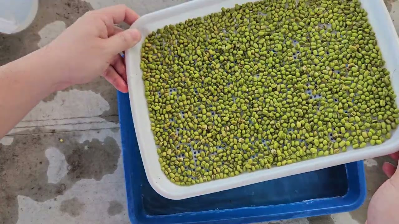 Cara Saya Tanam Berbagai Macam Sayur Microgreens Sehari Hari Dari Semai Sampai Panen Lengkap !!!