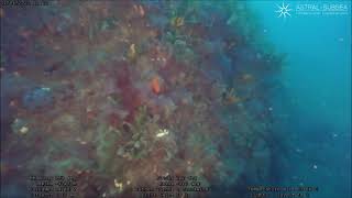 ROV survey of a 40m deep reef, Dor, Israel.
