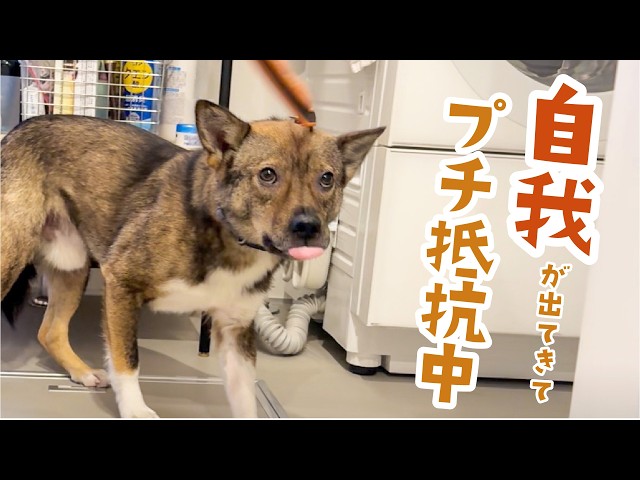 犬と猫のエマージェンシー対応 Amazon.co.jp: 犬と猫のエマージェンシー対応 すぐに検索！臨床
