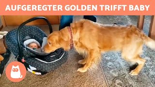 Dieser GOLDEN RETRIEVER ist SO AUFGEREGT, seinen KLEINEN BRÜDER zu treffen 🐶👶🏻