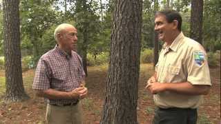 Conservation Programs Help Preserve Forest Land, Create Green Space