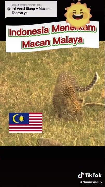 cuplikan'kucing Malaya bermimpi jadi Macan'😂😂