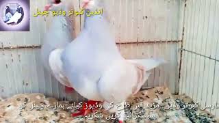 Fancy Pigeon For Sial Kasni Khall Kanta Kash Gulldar Pair Sale Lall Canti Kash