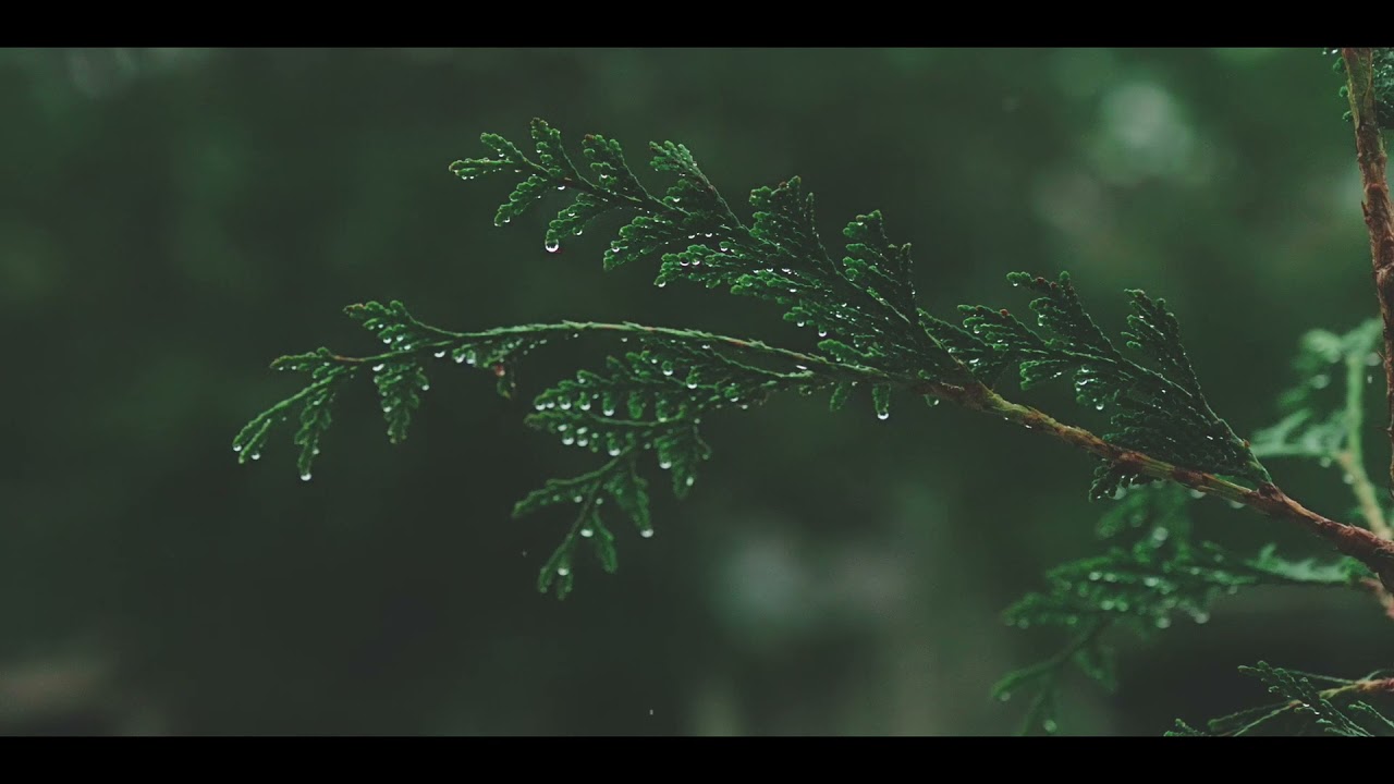 ⛈️ Sons de chuva e trovões ⛈️ para relaxar com sons da natureza.