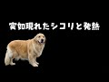 謎の発熱と突如現れた謎のシコリ