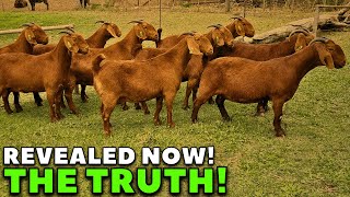 What is special about the Kalahari Red breed? by Puro boer 4R 3,138 views 8 months ago 2 minutes, 46 seconds