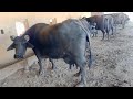 pure banni breed 🐃 buffalo's