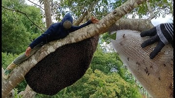 tree climbing skills without fear of heights harvesting honey from dangerous tall trees I Native