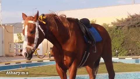 سوره العاديات بصوت القارئ عبدالرحمن مسعد