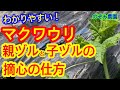 【マクワウリ】完全解説！ややこしい親ヅルや子ヅルの整枝、摘心の方法を分かりやすく説明しています。甘いマクワウリをたくさん収穫しましょう！