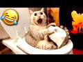  funniest cats and dogss   best funny animals 2024 part 2