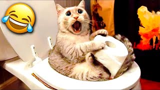 Funniest Cats And Dogs Videos   Best Funny Animal Videos 2024 Part 2