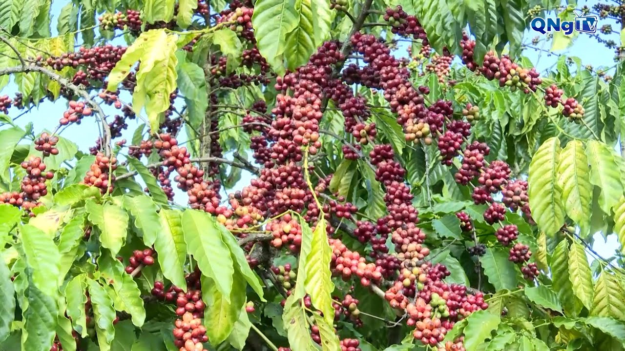 Liên kết sản xuất, nâng tầm nông sản